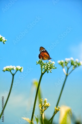 Canvas Print butterfly on a flower