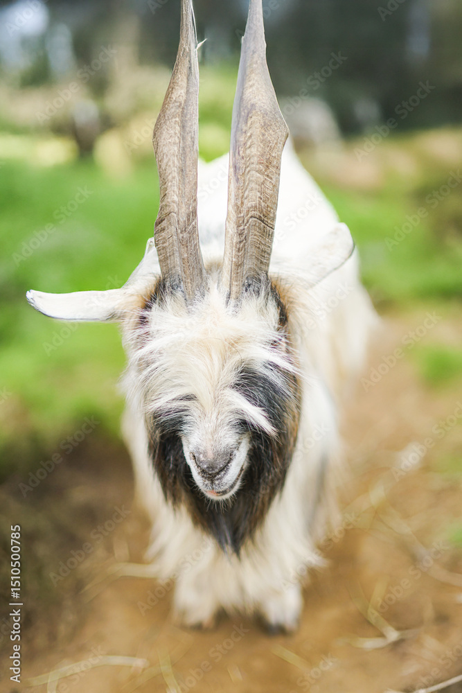 Obraz premium A majestic goat, likely a Girgentana with its distinctive long, spiraled horns, stands in a grassy outdoor setting