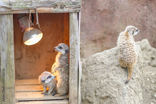 Two meerkats, small Mongoose-like mammals, stand alertly in a wooden enclosure with a heat lamp. Their fur, often light brown or gray, provides camouflage in their natural habitat