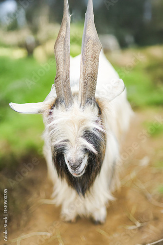 A majestic goat, likely a Girgentana with its distinctive long, spiraled horns, stands in a grassy outdoor setting