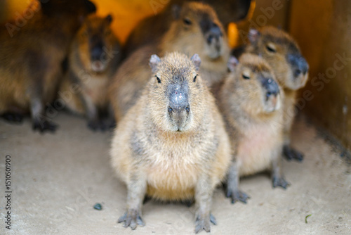 A group of Capybaras, the world's largest rodents, gather together, with one looking directly at the camera. These semi-aquatic mammals, native to South America