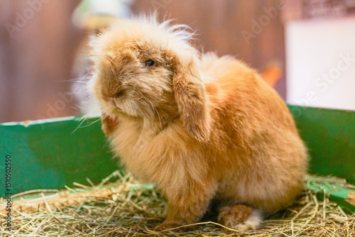 A fluffy, orange-brown American Fuzzy Lop rabbit, ( Oryctolagas Cuniculus)  a domestic breed known for its distinctive floppy ears, rests comfortably on a bed of hay
