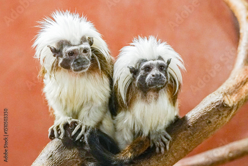 Two cotton-top tamarins, distinguished by its fluffy white crest, sits alert on a tree branch, exhibiting its unique appearance amidst the lush greenery of the rainforest.