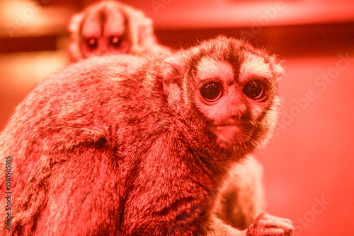 Under nocturnal red lighting, an Aotus trivirgatus (night monkey) shows its prominent eyes and soft fur, with another monkey softly blurred in the background. photo