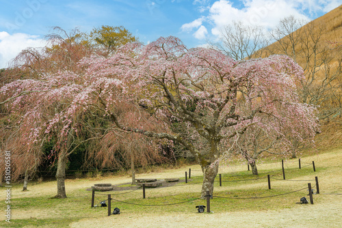 A magnificent weeping cherry blossom tree, likely a Prunus pendula, bursts with delicate pink blooms in Ueno park, Tokyo, Japan
