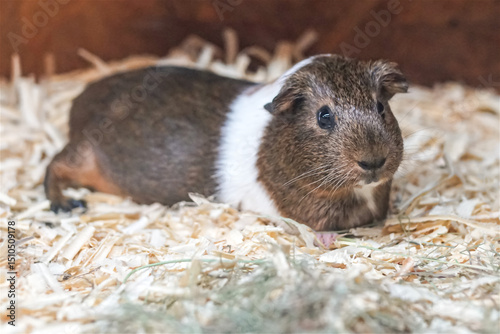 A cute brown and white Guinea Pig, a docile rodent, rests on a bed of wood shavings and hay. Its small, dark eyes and gentle expression are clearly visible, showcasing its endearing nature