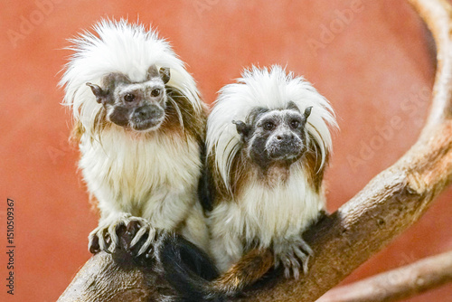 Two cotton-top tamarins, distinguished by its fluffy white crest, sits alert on a tree branch, exhibiting its unique appearance amidst the lush greenery of the rainforest.