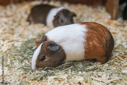 A cute brown and white Guinea Pig, a docile rodent, rests on a bed of wood shavings and hay. Its small, dark eyes and gentle expression are clearly visible, showcasing its endearing nature
