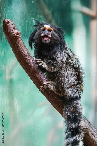 A black tufted marmoset sits on a tree branch, mouth open, displaying sharp teeth. The background is forest green, highlighting the primate’s detailed fur texture.
