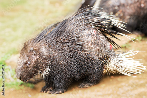 A Malayan porcupine, covered in sharp quills, is captured moving along the ground, showcasing its formidable natural defenses and dark fur.