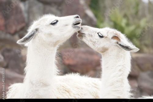 Two llamas, possibly a mother and baby, are captured nose to nose, showcasing their gentle interaction and soft, white woolly coats.