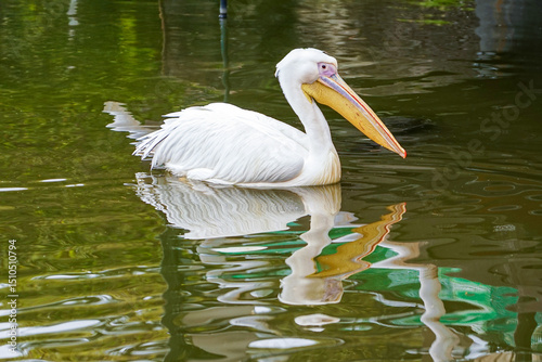 An American White Pelican is captured swimming serenely, its long, distinctive beak prominent as ripples gently surround its elegant form in the pond.