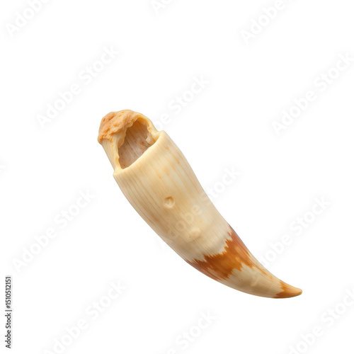Single sabertooth tiger canine tooth isolated on transparent background