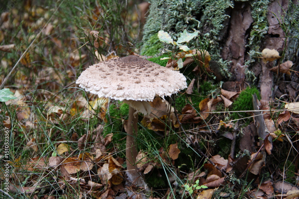 Fototapeta premium pilz