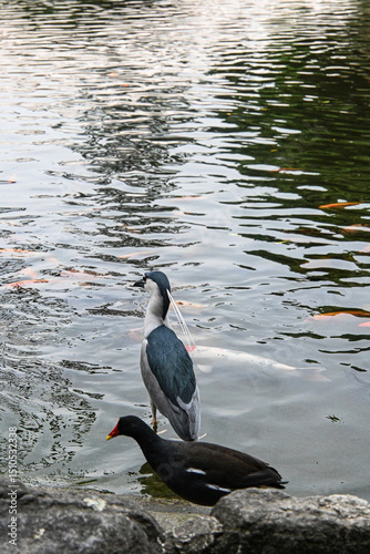 Birds in the pond near Chiang Kai Shek Memorial Hall