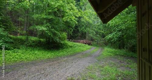Wallpaper Mural Rainy day in a forest in Europe. Summer day, green vegetation, wooden log cabin or rain shelter, real time, no people Torontodigital.ca