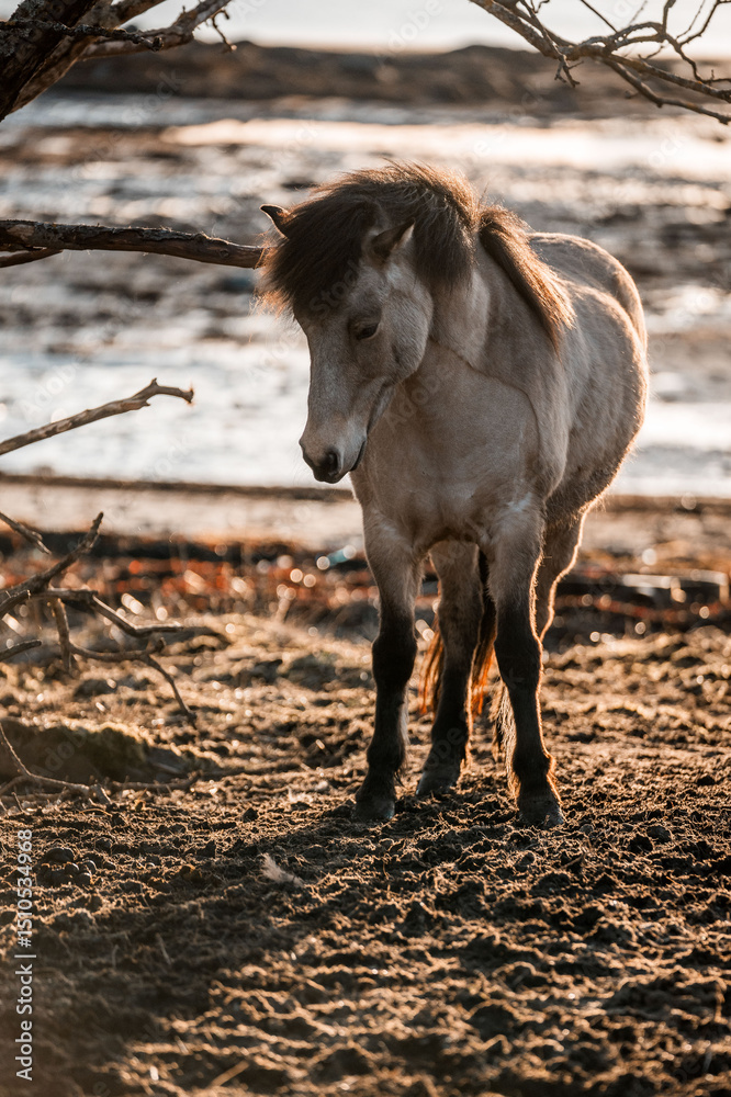 Fototapeta premium beautiful icelandic horses natural pony in pretty nature environment 