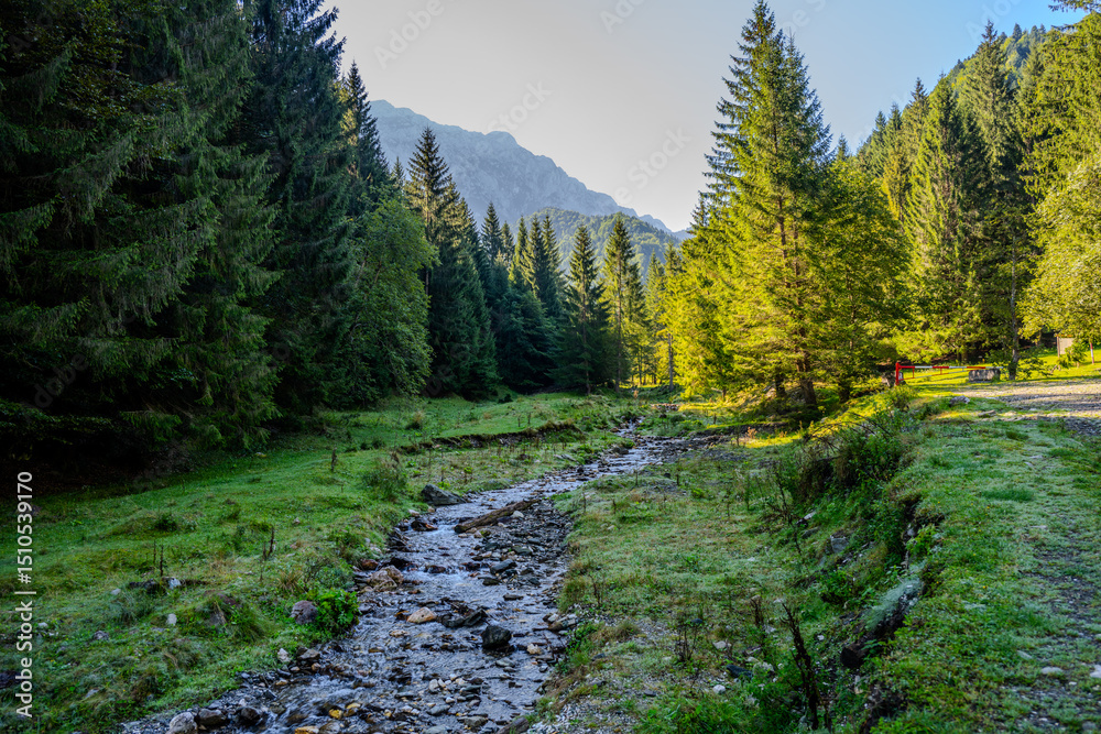 Obraz premium Mountain Stream Flowing Through Meadow Surrounded by Pine Trees in Brașov County, Romania