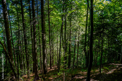 Sunlight Filtering Through Dense Forest in Brașov County, Romania
