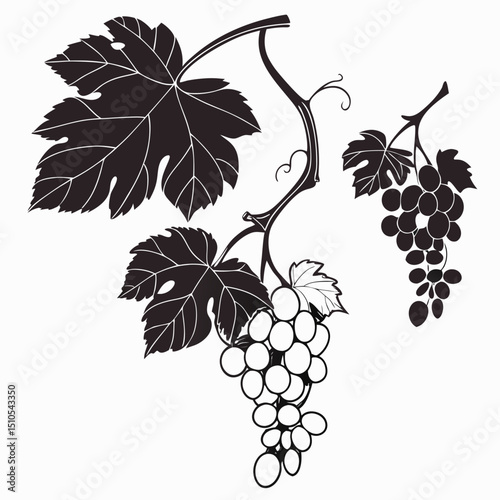 black and white grapes with leaves