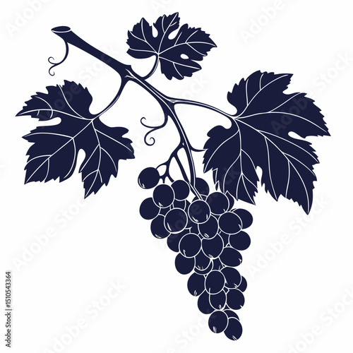 grapes vector illustration with leaves