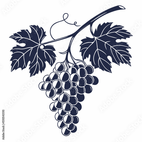 bunch of grapes vector illustration