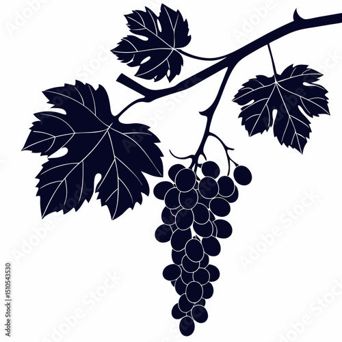 grapes isolated on white background