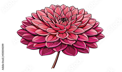 Vibrant pink dahlia flower illustration botanical design
