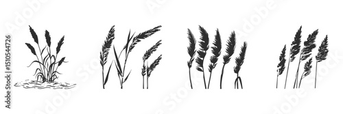 Silhouette Of Various Grass Types Set. Natural Elements For Design And Decoration Isolated Vector Illustration Collection