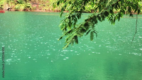 Fish beneath blue green water, with green branches gently swaying at the water edge.