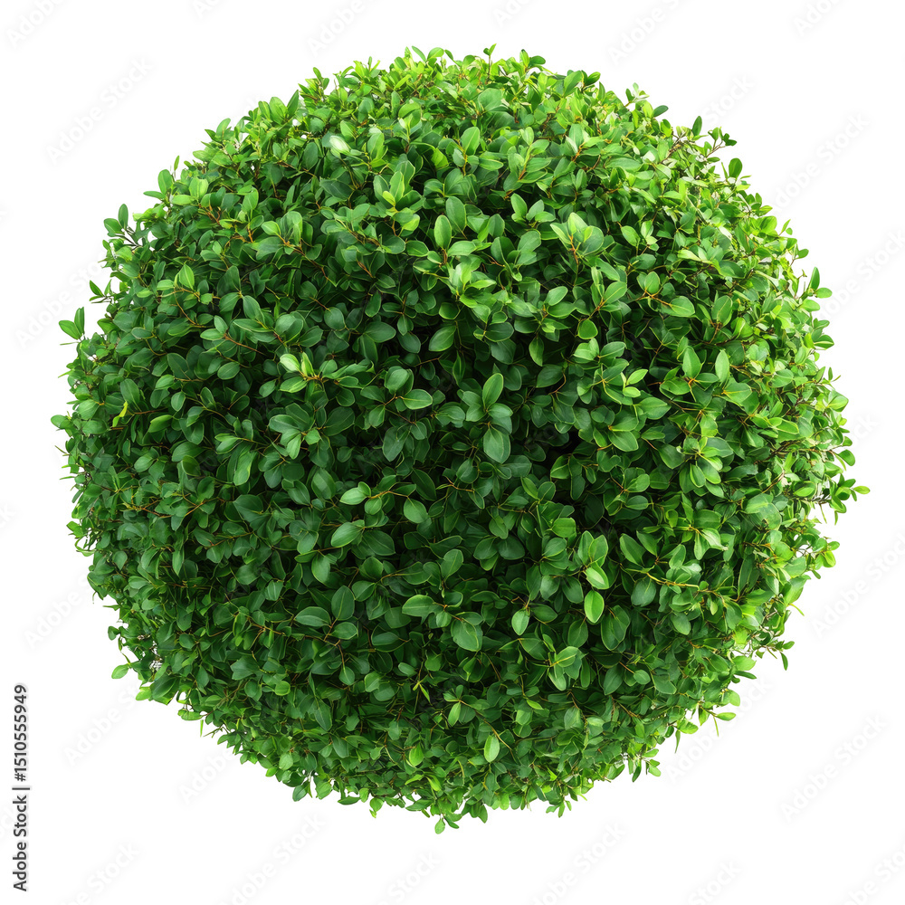 Sphere of lush green foliage Sphere of lush green foliage