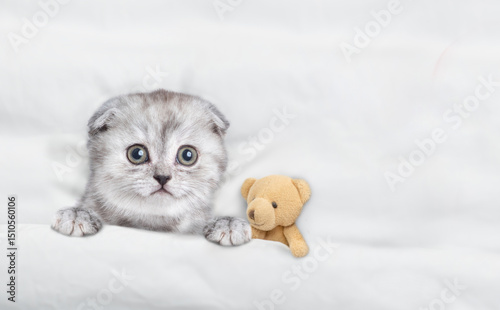 Cute tiny kitten lying with toy bear under warm white blanket on a bed at home. Top down view. Empty space for text photo