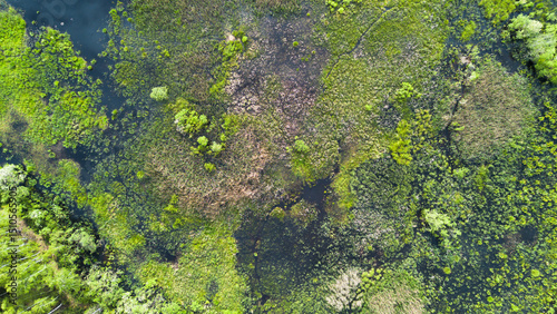Swamp in Lithuania