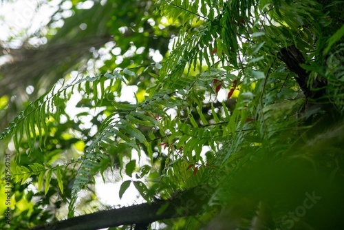 Fototapeta Naklejka Na Ścianę i Meble -  Sunlit fern fronds in a tropical forest