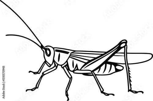 Grasshopper Side View, Black and White Outline Insect Drawing