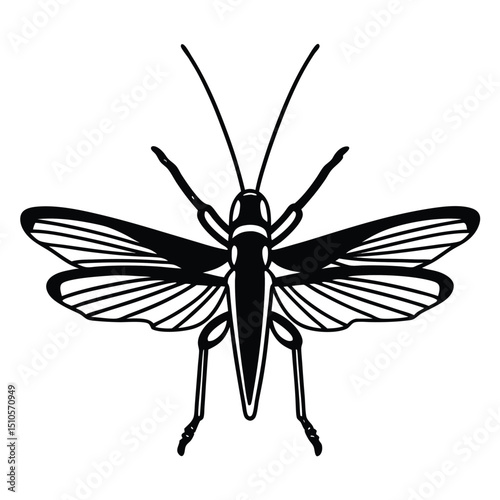 Grasshopper Top View with Wings, Black and White Insect Illustration