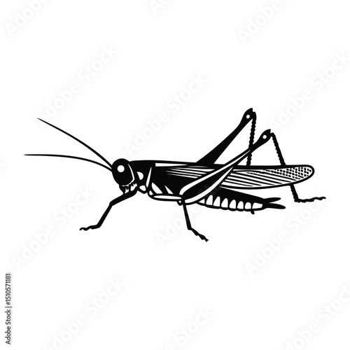 Grasshopper Side View, Black and White Insect Illustration