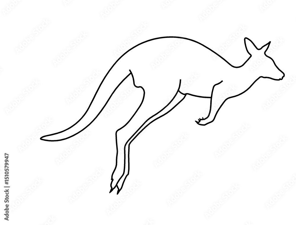 Fototapeta premium kangaro