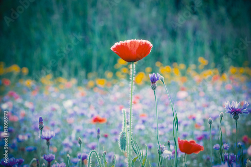 Red poppies, cornflowers, baby bad breath, gypsum pila flower d blooming scenery