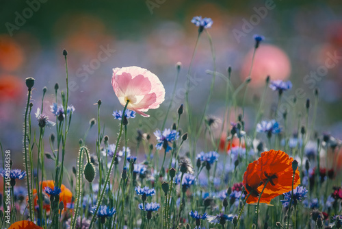 Red poppies, cornflowers, baby bad breath, gypsum pila flower d blooming scenery