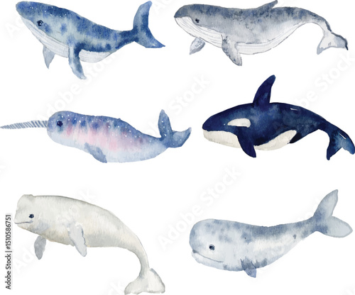 watercolor whales clipart ocean animal collection