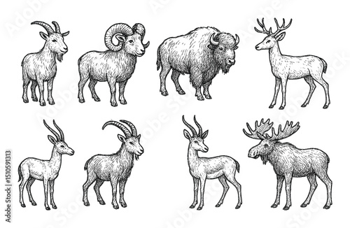Animal Sketch Icons