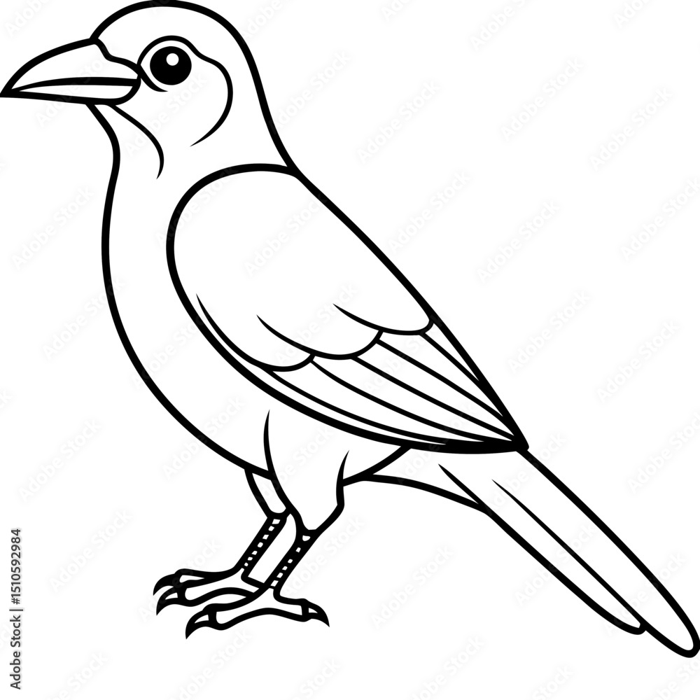 Clark's Nutcracker line art vector Clark's Nutcracker line art vector