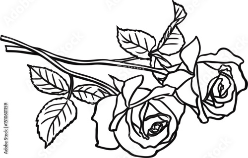 Rose flower drawing