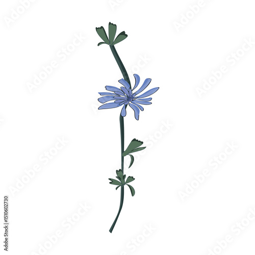 Common chicory, is a species of perennial herbaceous plants from the genus Chicory