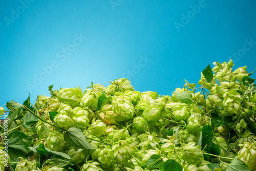 Huge pile of fresh green hop flowers on blue background. A key component of the aroma and taste of beer production. photo