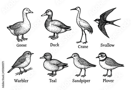 Hand-Drawn Bird Icons