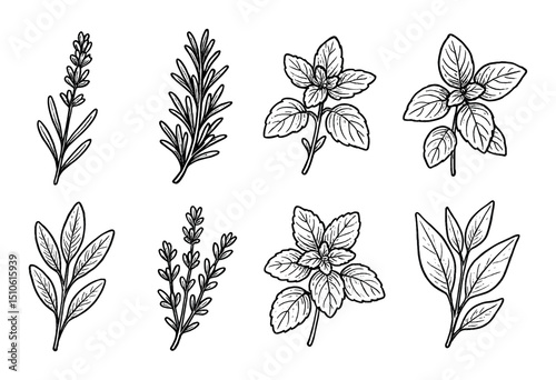 Herb Sketch Icons