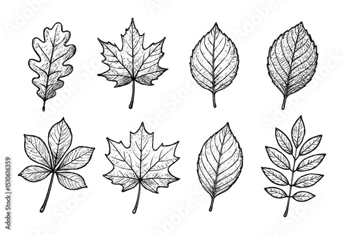 Hand-Drawn Leaf Icons