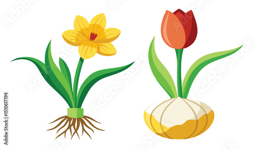 Spring flowers daffodil and tulip bulbs roots
